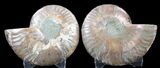Sliced Fossil Ammonite Pair - Agatized #39593-1